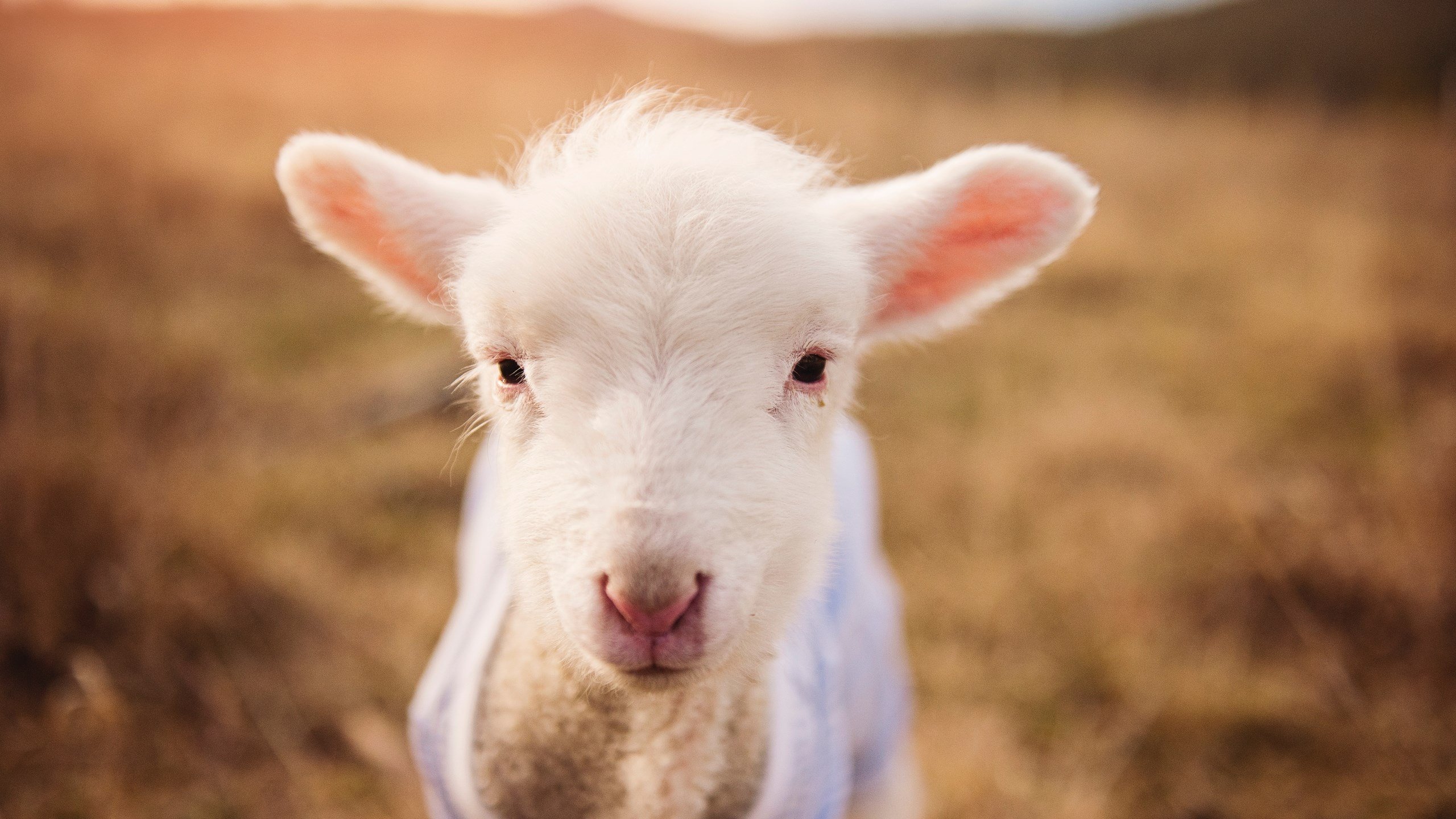 开云体育官方网入口-“西甲战火升级，联赛进入关键阶段”，最新西甲战报